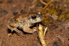 Iberian Midwife Toad photo 3