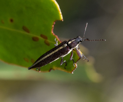 Rhinotia suturalis