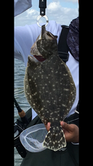 Paralichthys lethostigma