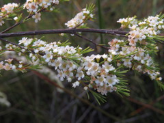 Leptospermum juniperinum
