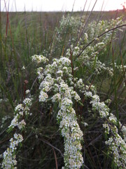 Leptospermum juniperinum
