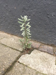 Lavandula angustifolia