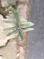 Lavandula angustifolia