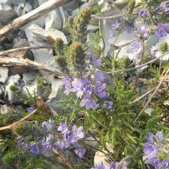Veronica multifida