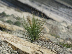 Asphodeline taurica