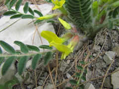 Astragalus utriger