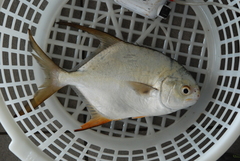 Trachinotus blochii