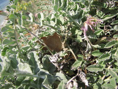 Psephellus declinatus