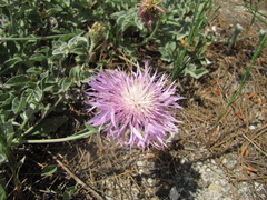 Psephellus declinatus