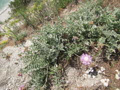 Psephellus declinatus