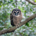 Brown Wood-Owl - Photo (c) John Clough, some rights reserved (CC BY-NC), uploaded by John Clough
