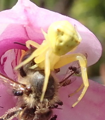 Thomisus kalaharinus