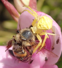 Thomisus kalaharinus