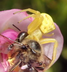 Thomisus kalaharinus