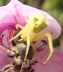 Thomisus kalaharinus