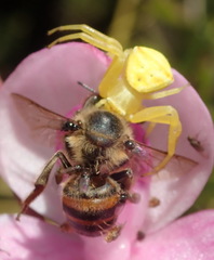 Thomisus kalaharinus