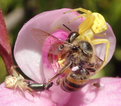 Thomisus kalaharinus