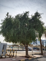 Ziziphus jujuba