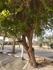 Ziziphus jujuba