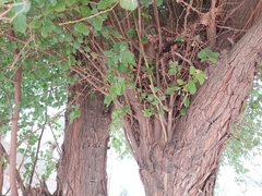 Ziziphus jujuba