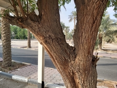 Ziziphus jujuba