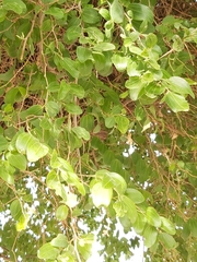 Ziziphus jujuba