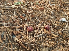 Ziziphus jujuba