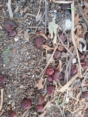 Ziziphus jujuba