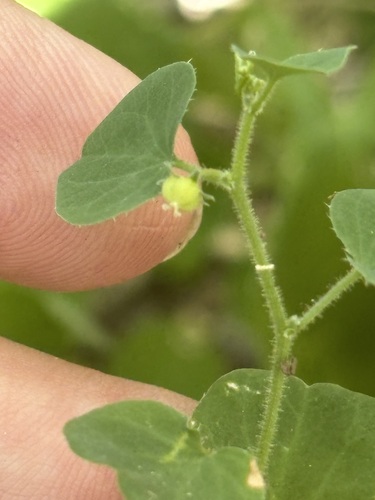 Andrachne microphylla (Andrachne microphylla)