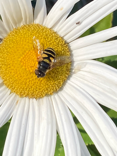 Unknown species found near Roberta Rd, Sharon, MA, US