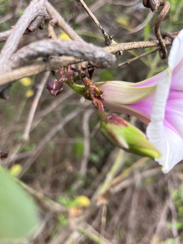 Zambezi Morning-Glory (Ipomoea shirambensis)