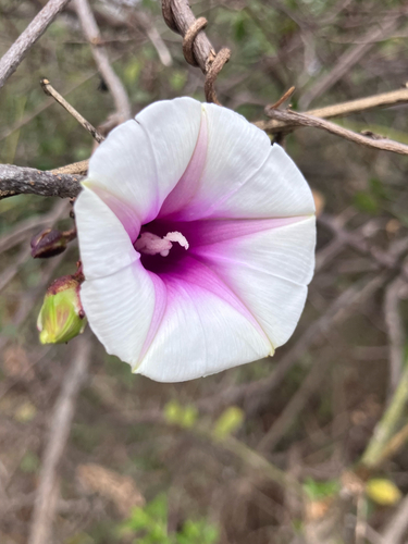 Ipomoea shirambensis, photograph 2