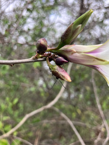 Ipomoea shirambensis, photograph 3
