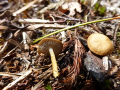 Strobilurus esculentus