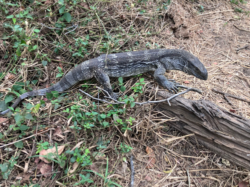 Rock monitor, Varanus albigularis