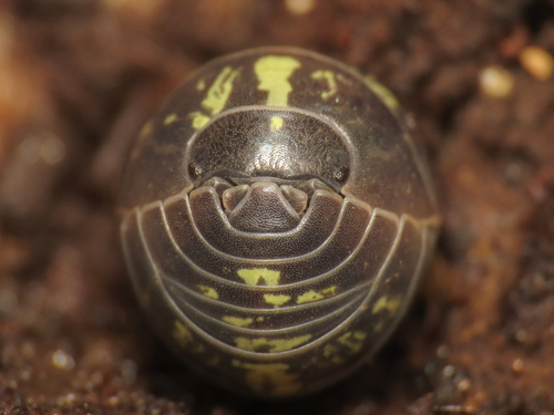 Common pill bug