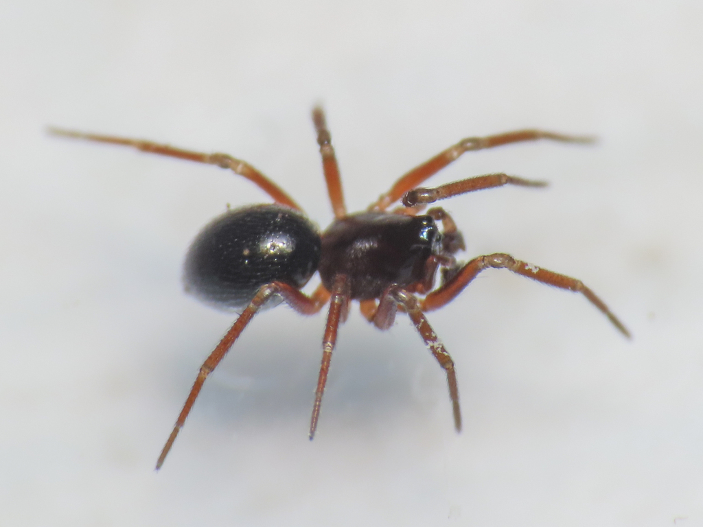 Caracladus leberti