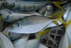 Alepes djedaba