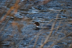 Mergus merganser
