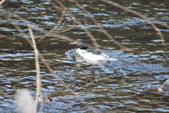 Mergus merganser