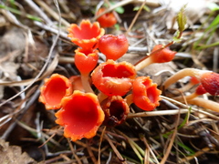 Microstoma protractum