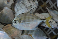 Atropus hedlandensis