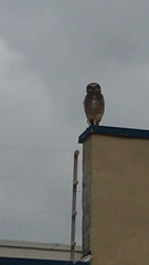 Athene cunicularia