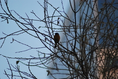 Phoenicurus auroreus