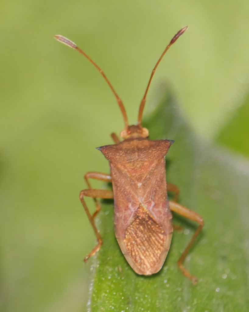 Cletus ochraceus from Mahogany Ridge, Pinetown, 3608, South Africa on ...
