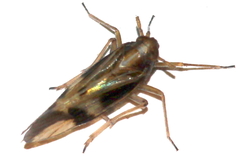 Euides basilinea