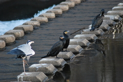 Phalacrocorax carbo