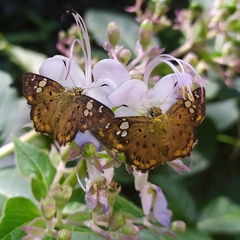 Coladenia indrani