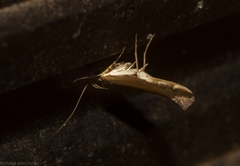 Glaphyristis marmarea