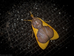 Prooedema inscisalis